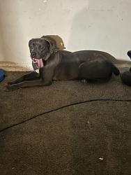 Lost Female Dog last seen Clark, Cleveland, OH 44102