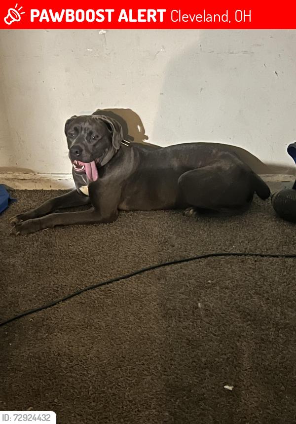 Lost Female Dog last seen Clark, Cleveland, OH 44102