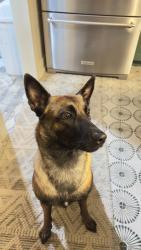 Reunited Female Dog last seen 13th Ave N and 4th St N, St. Petersburg, FL 33701