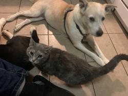 Reunited Female Cat last seen 4th and E Southeast, Washington, DC 20003