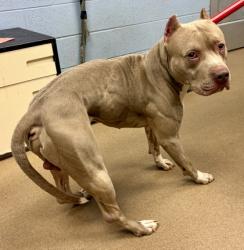 Shelter Stray Male Dog last seen Near Crescent Centre Blvd 611, 30084, GA, 3280 Chamblee Dunwoody Rd, Chamblee, GA 30341, USA