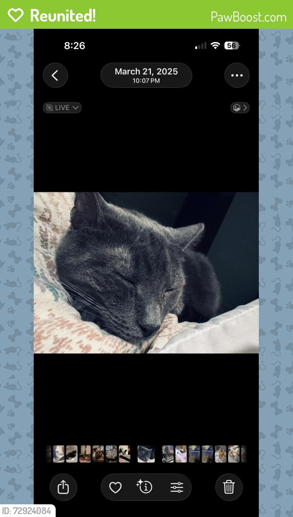 Reunited Female Cat last seen Marcos pizza on turney road , Garfield Heights, OH 44125