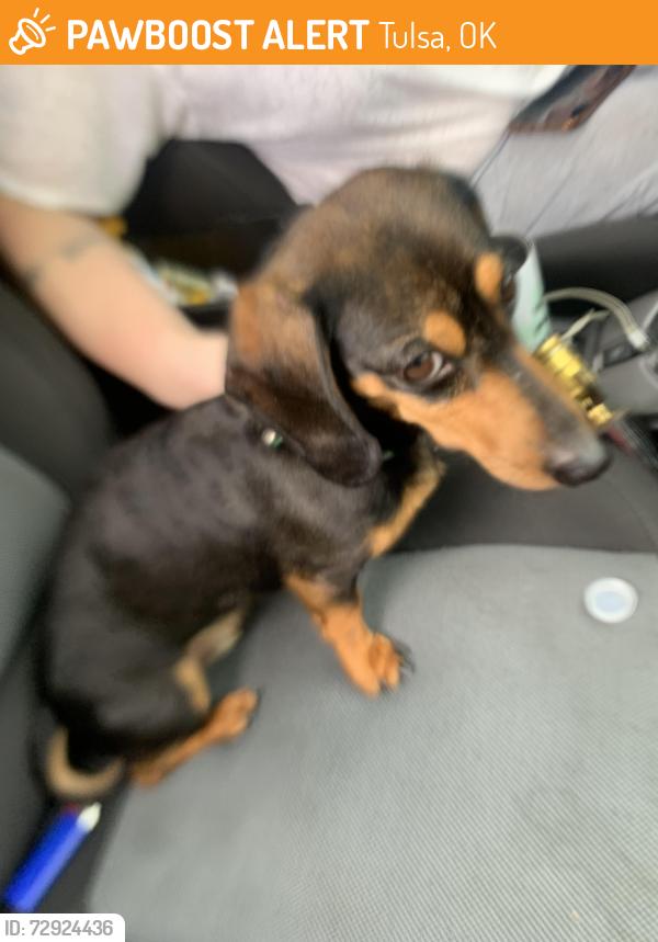 Found/Stray Male Dog last seen east newton and north yale tulsa ok, Tulsa, OK 74115
