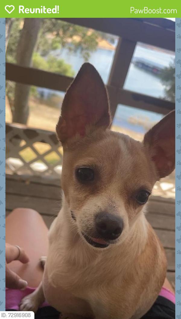 Reunited Female Dog last seen Margaret Drive, Hayward, CA 94541