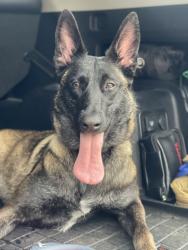 Lost Female Dog last seen Home in Burr Hill 22433, Burr Hill, VA 22433