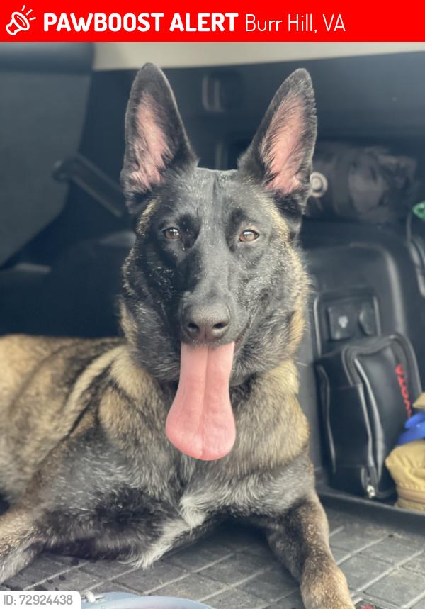 Lost Female Dog last seen Home in Burr Hill 22433, Burr Hill, VA 22433