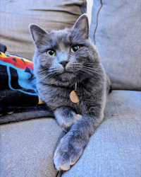 Lost Female Cat last seen Near kasson public works, Kasson, MN 55944