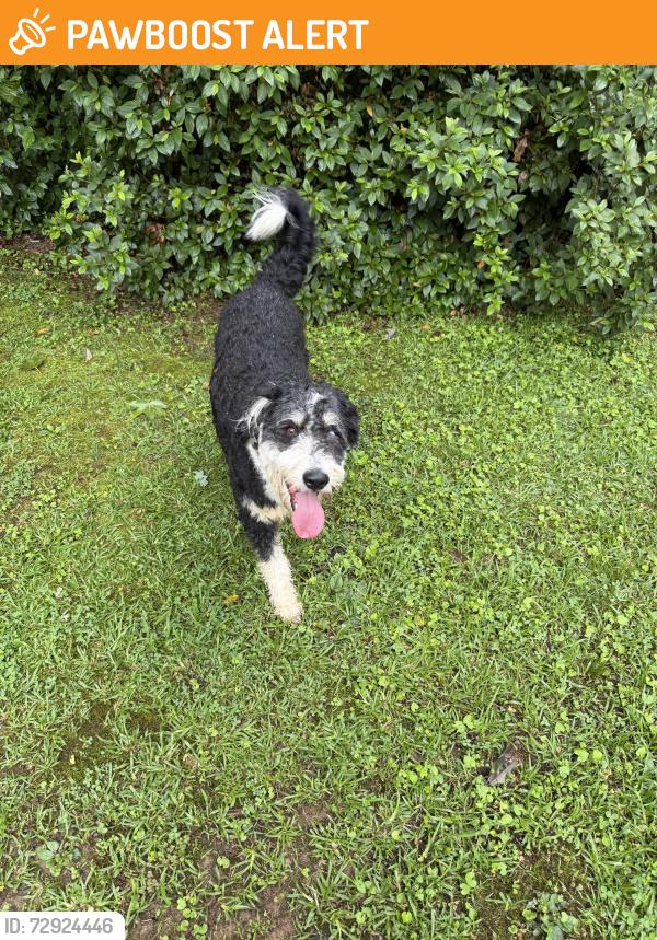 Found/Stray Male Dog last seen Lake vista Dr, Gwinnett County, GA 30519