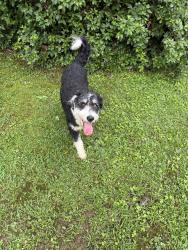 Found/Stray Male Dog last seen Lake vista Dr, Gwinnett County, GA 30519