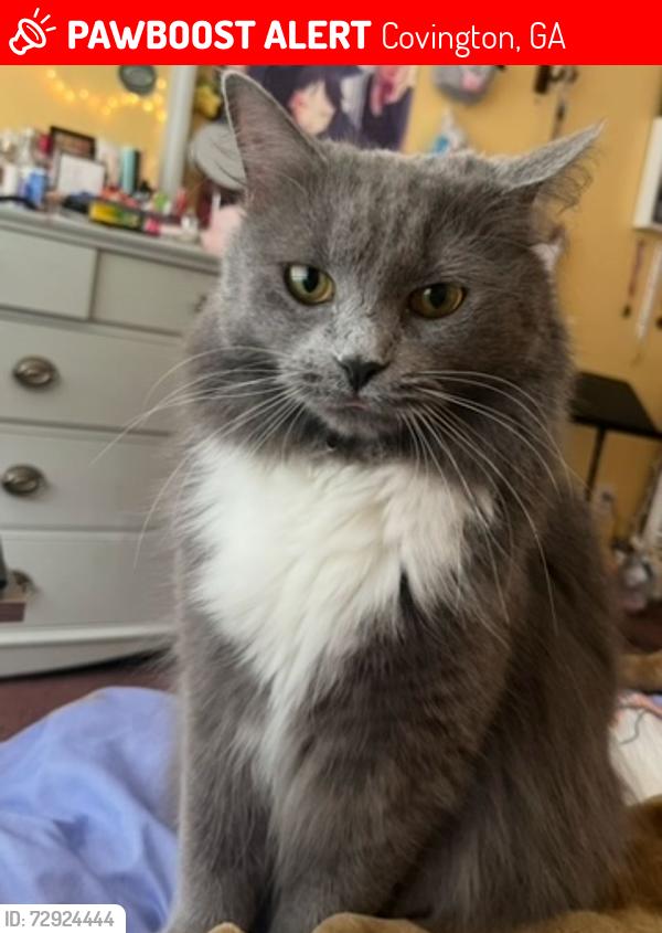 Lost Female Cat last seen Near Hoglen Dr, Covington, GA 30016