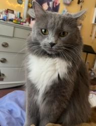 Lost Female Cat last seen Near Hoglen Dr, Covington, GA 30016