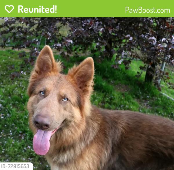 Reunited Unknown Dog last seen Colorado at fourth Street, Santa Monica, Santa Monica, CA 90401