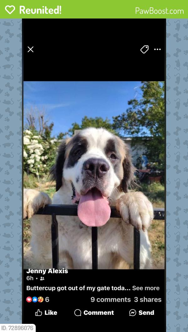 Reunited Female Dog last seen Thomas dr and Floral Dr Nirth Highlands, North Highlands, CA 95660
