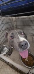 Reunited Male Dog last seen Vista del Norte and Osuna, Albuquerque, NM 87113