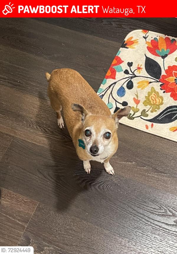 Lost Female Dog last seen Mona Lisa and Chapman , Watauga, TX 76148