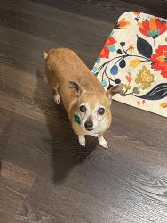 Lost Female Dog last seen Mona Lisa and Chapman , Watauga, TX 76148