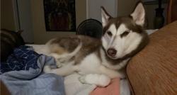 Lost Female Dog last seen New blockhouse rd, Maryville, TN 37803