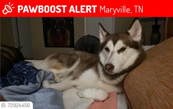 Lost Female Dog last seen New blockhouse rd, Maryville, TN 37803
