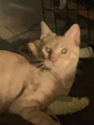 Lost Male Cat last seen Olive St, Westview St, Grove Avenue, Lenoir, NC 28645
