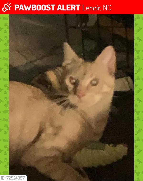 Lost Male Cat last seen Olive St, Westview St, Grove Avenue, Lenoir, NC 28645