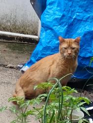 Found/Stray Unknown Cat last seen Near block of Durfor St Philadelphia 19148, Philadelphia, PA 19145