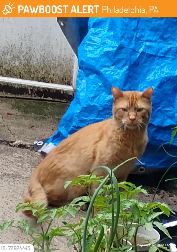 Found/Stray Unknown Cat last seen Near block of Durfor St Philadelphia 19148, Philadelphia, PA 19145