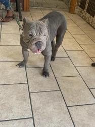 Found/Stray Female Dog last seen Ice cream store, Fort Worth, TX 76112
