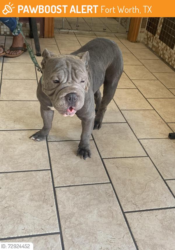 Found/Stray Female Dog last seen Ice cream store, Fort Worth, TX 76112