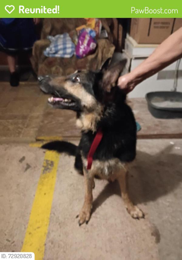 Reunited Male Dog last seen Lestergate de , Spring, TX 77373
