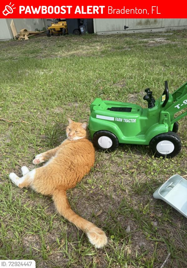 Lost Male Cat last seen 98th St E & Braden Run, Bradenton, FL 34202