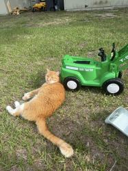 Lost Male Cat last seen 98th St E & Braden Run, Bradenton, FL 34202