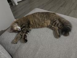 Reunited Female Cat last seen Mayfair neighborhood in Tampa Palms area, Tampa, FL 33647