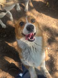 Reunited Female Dog last seen Co Rd 4069, Texas 75143, USA, Kaufman County, TX 75143