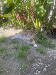 Lost Male Cat last seen guadalupe church, Windsor, CA 95492