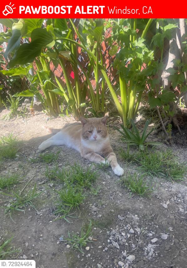 Lost Male Cat last seen guadalupe church, Windsor, CA 95492