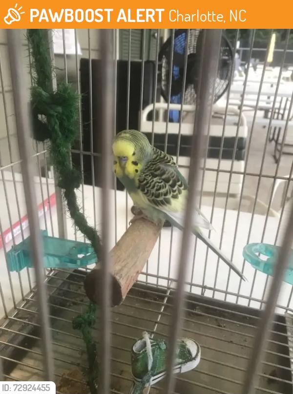 Found/Stray Unknown Bird last seen Charlotte, NC, Charlotte, NC 28273
