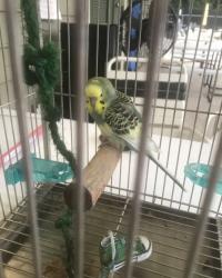 Found/Stray Unknown Bird last seen Charlotte, NC, Charlotte, NC 28273