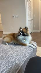 Reunited Male Dog last seen Off northwest military , Shavano Park, TX 78231