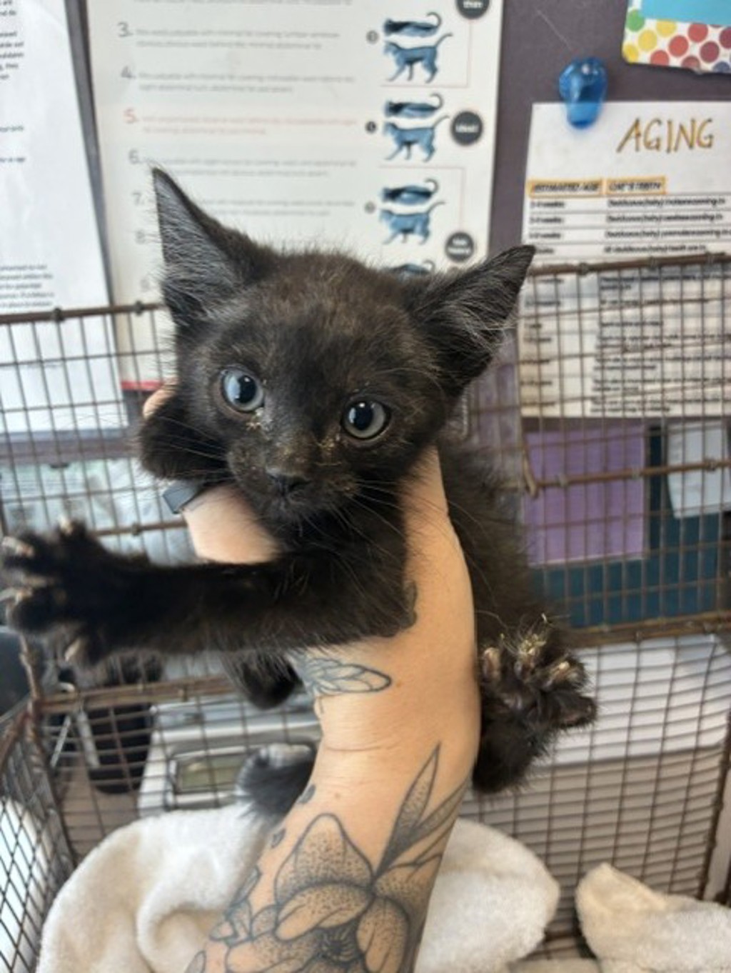 Shelter Stray Male Cat last seen Near S 4000 W, Bluffdale, UT, 84065, 511 W 3900 S, Salt Lake City, UT 84123, USA