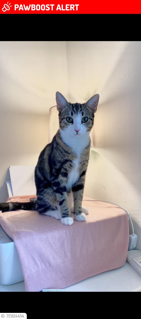 Lost Female Cat last seen Near winrose hill , Belle Isle, England LS10 3AN