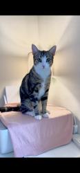 Lost Female Cat last seen Near winrose hill , Belle Isle, England LS10 3AN