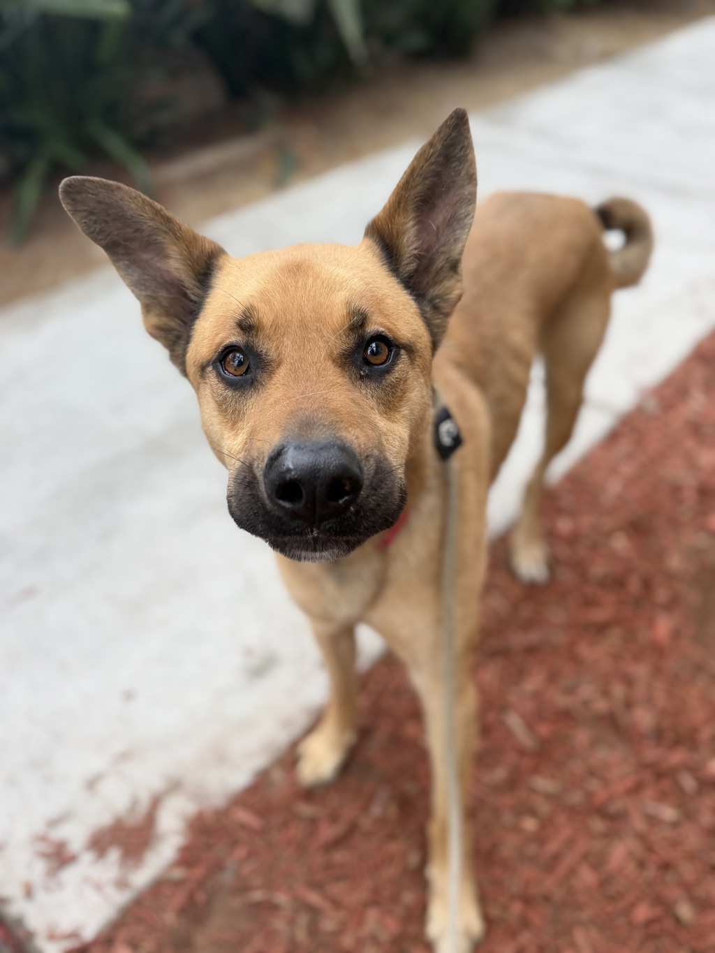 Shelter Stray Male Dog last seen Hotel Circle, San Diego, CA, 92108, San Diego, CA 92110