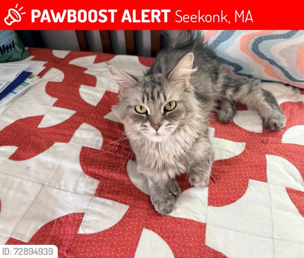 Lost Female Cat last seen Harman Ave and Edison, Seekonk, MA 02771