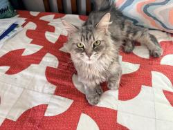 Lost Female Cat last seen Harman Ave and Edison, Seekonk, MA 02771