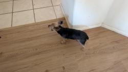 Reunited Unknown Dog last seen Casa Elena and Vista Del Norte, Albuquerque, NM 87113