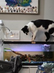 Lost Male Cat last seen Avondale and Howard, Rockledge, FL 32955