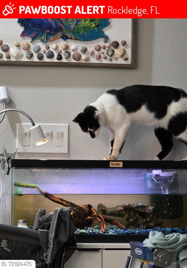 Lost Male Cat last seen Avondale and Howard, Rockledge, FL 32955