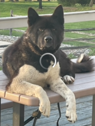 Reunited Female Dog last seen Water street and kriebel mill road, Montgomery County, PA 19403