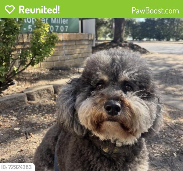 Reunited Male Dog last seen Near University Blvd, Dallas, TX 75205, USA, Dallas, TX 75205