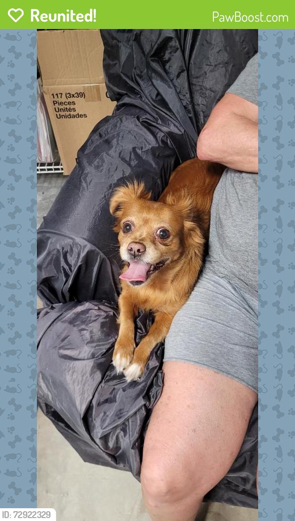 Reunited Female Dog last seen Near Kennwood Ter, Port Charlotte, FL 33948